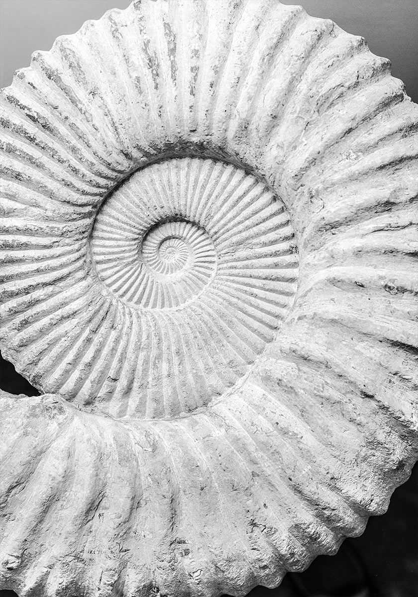 Starożytne spiralne sny