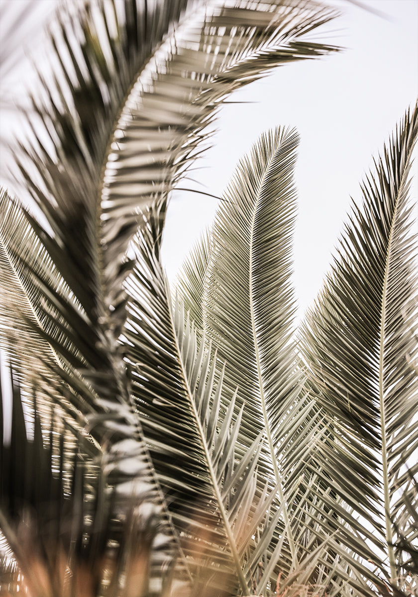 Szepty Palm