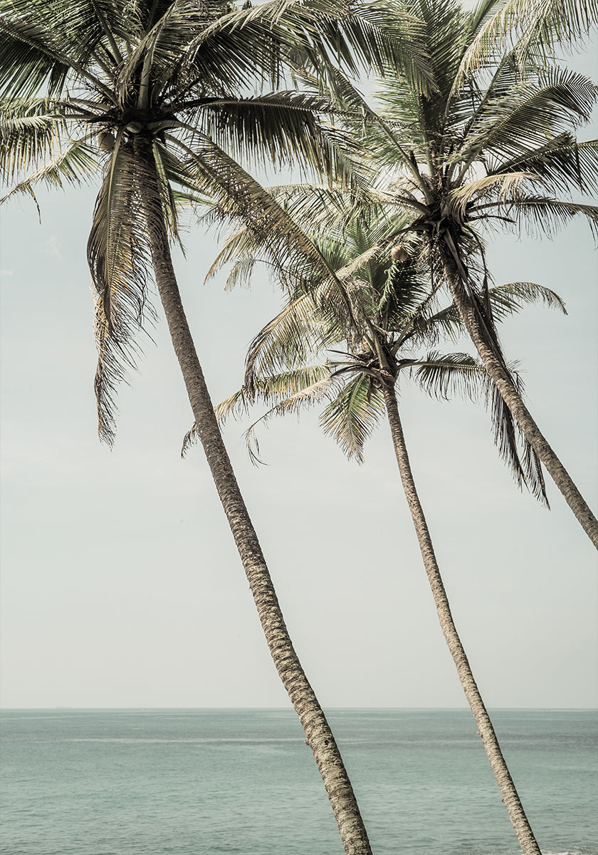 Plakat z palmami oceanicznej bryzy
