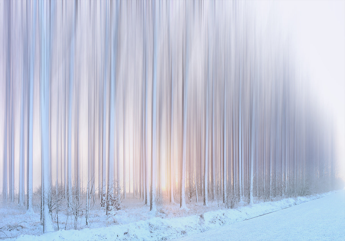 Plakat zasłona drzew