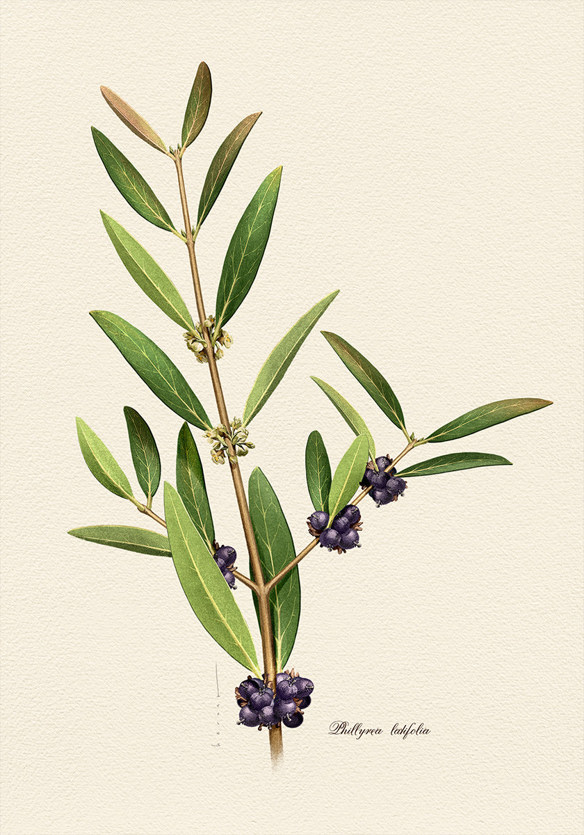 Plakat botaniki Phillyrea Latifolia