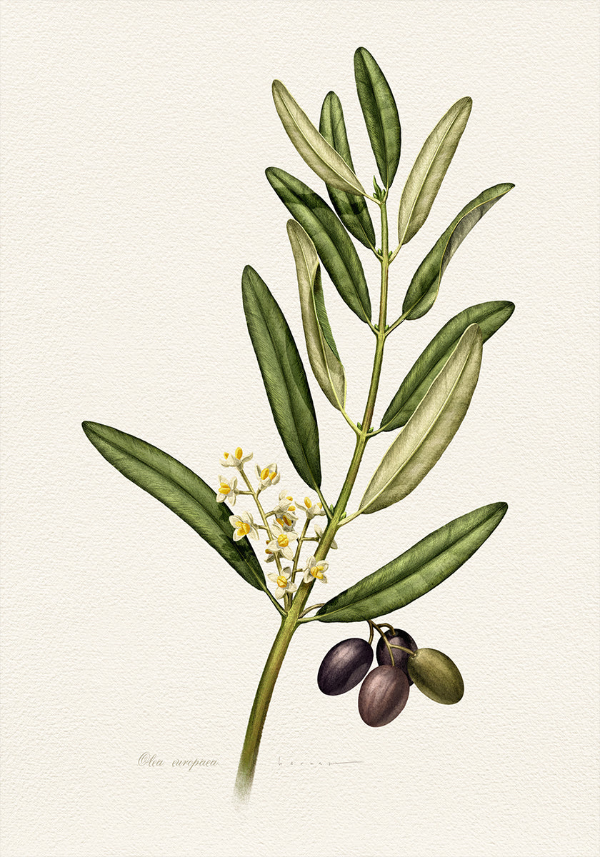 Olea Europaea (NEW) - Posterbox