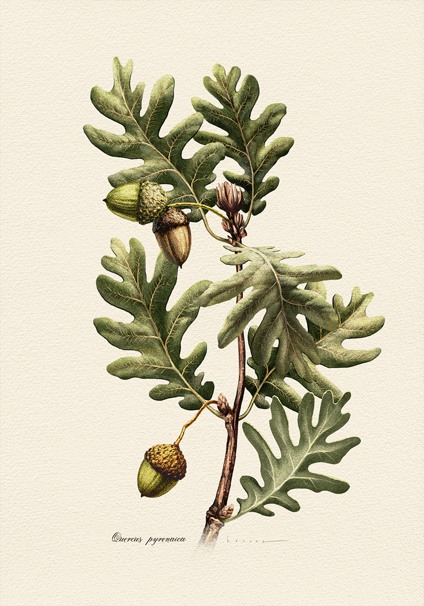Plakat botaniki Quercus Pyrenaica