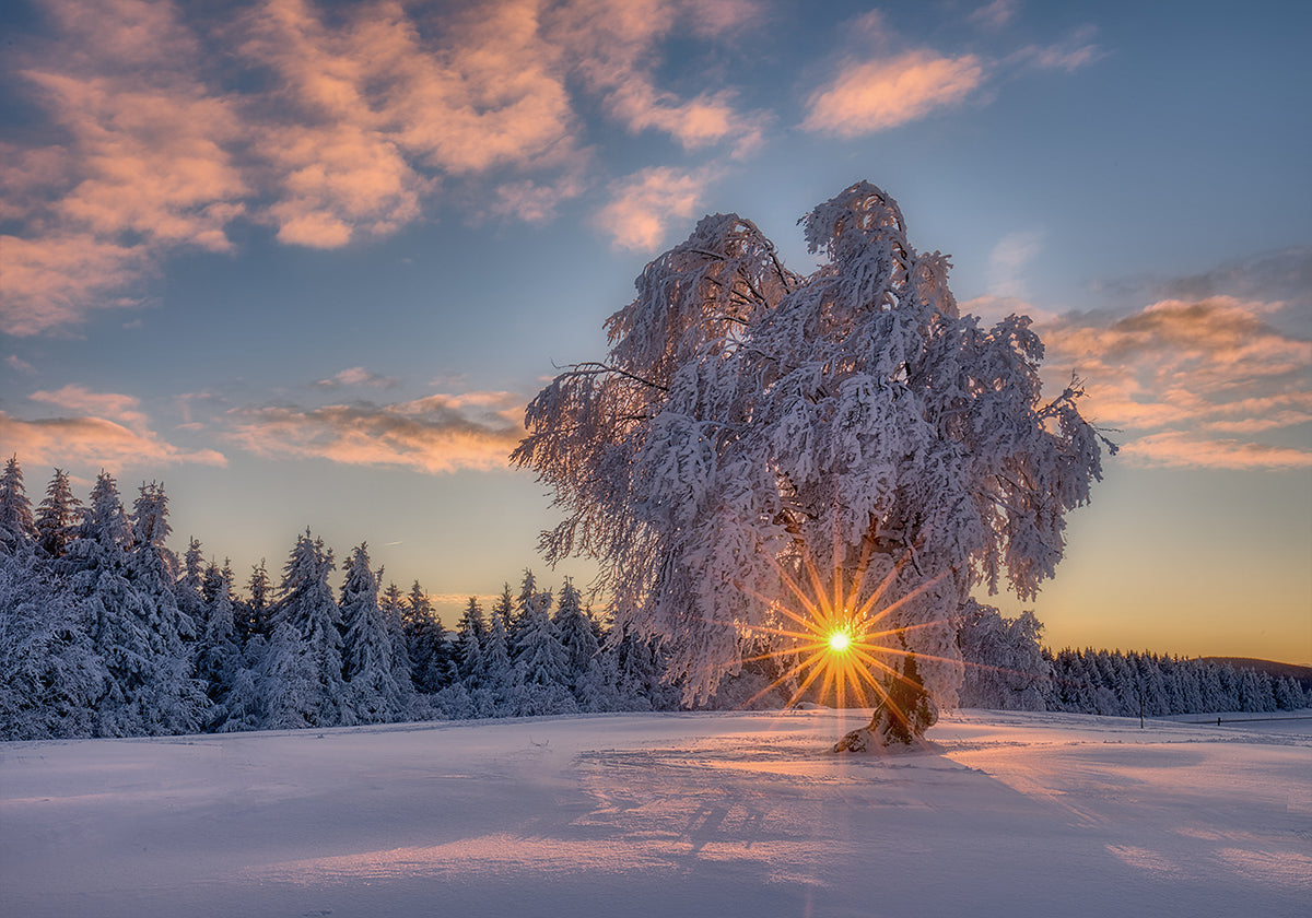 plakat gwiazdy porannej