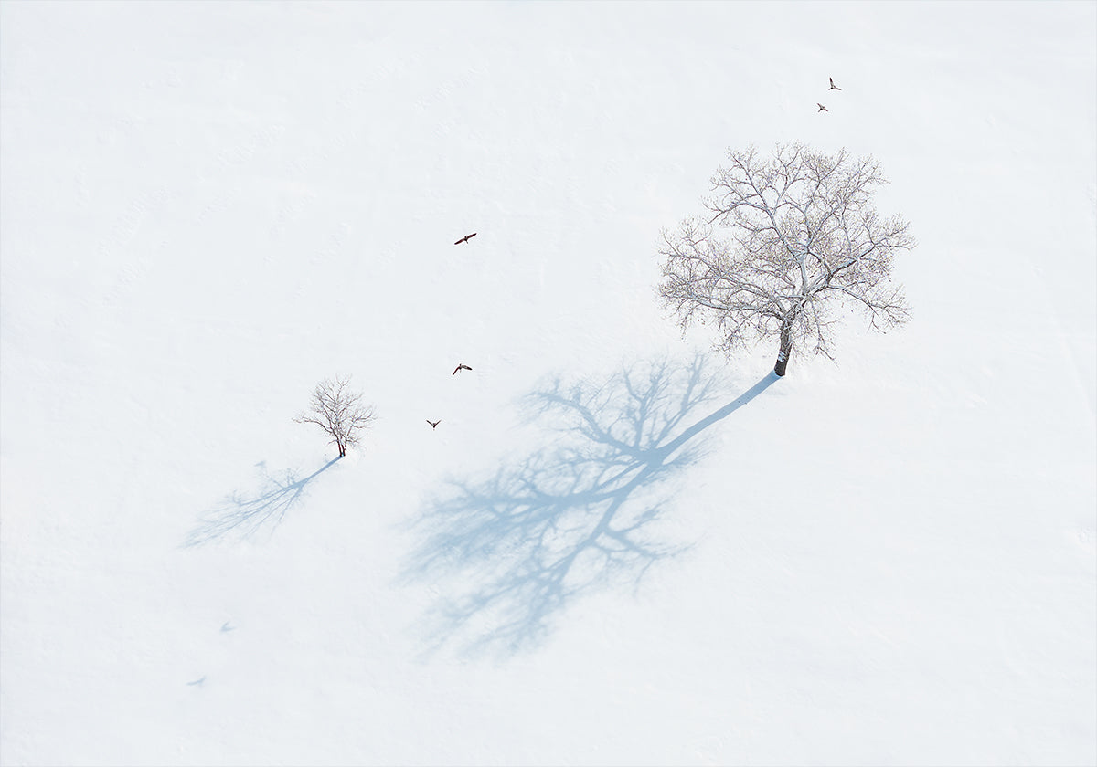 Plakat Cienie drzew i ptaków