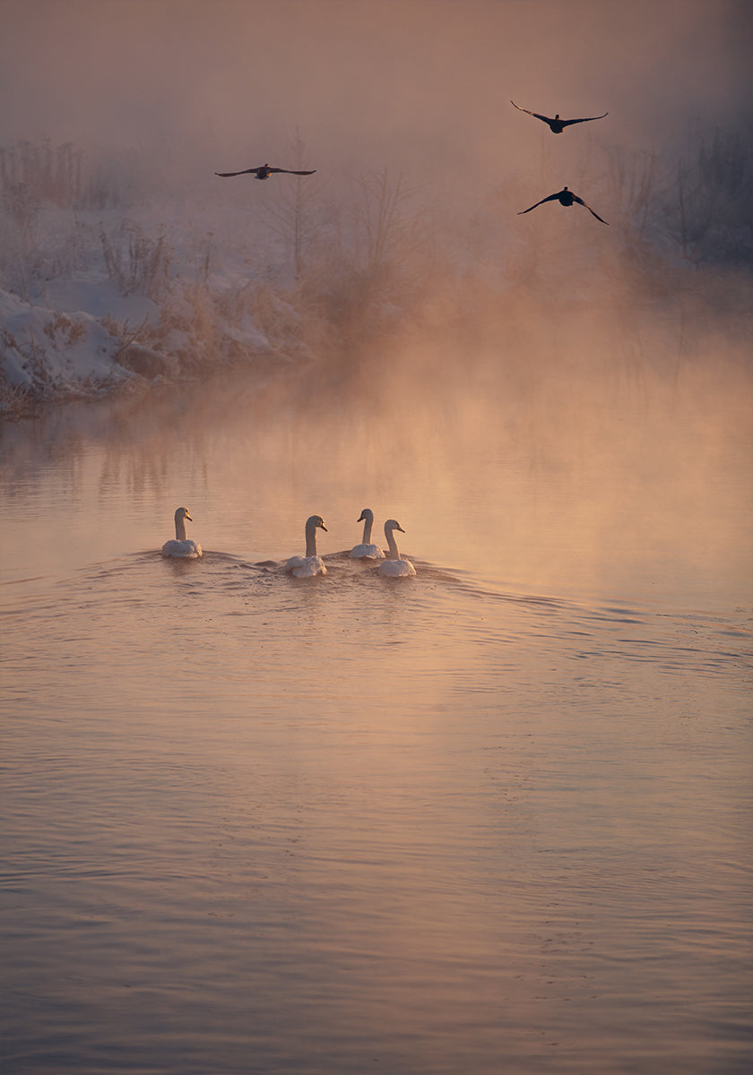 Plakat Gdzie mgła nie dotarła