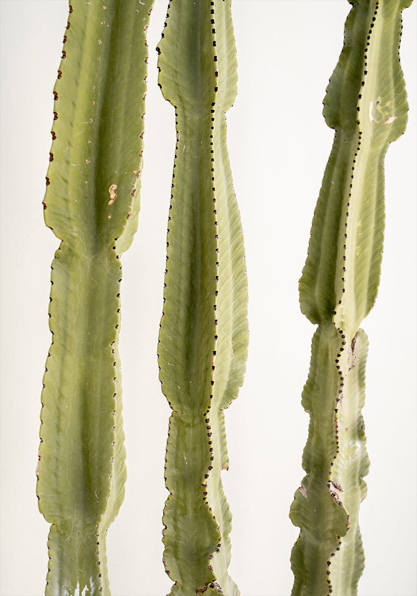 3 Cacti (NEW) - Posterbox