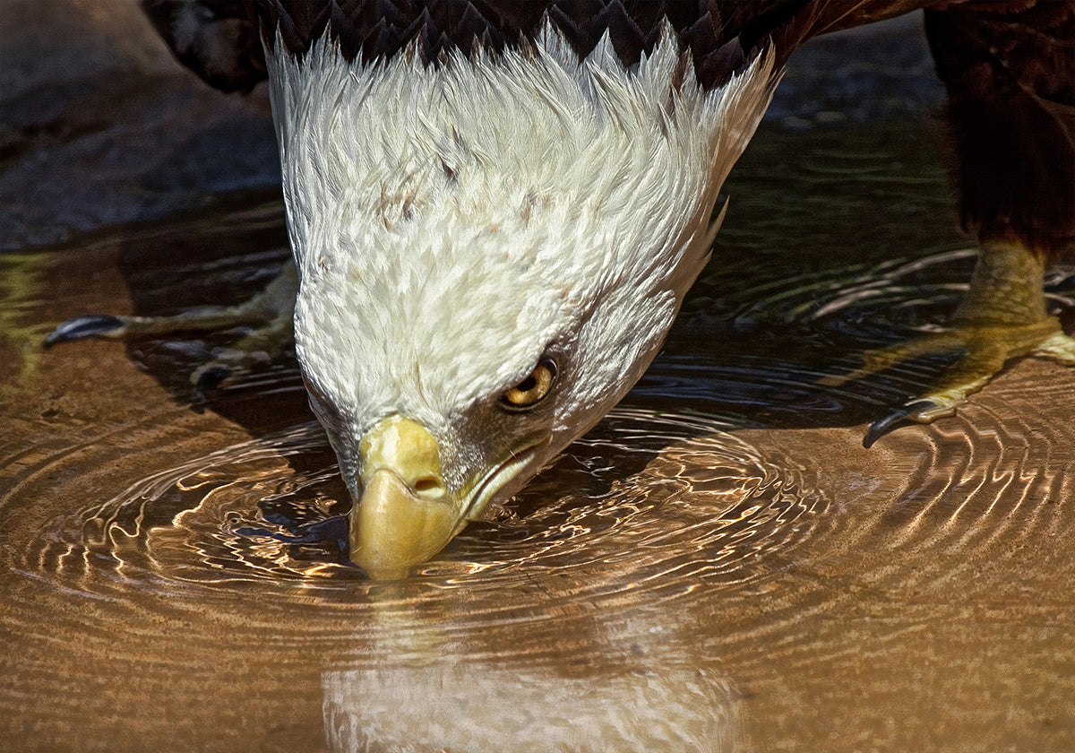 Plakat Cool Drink w upalny dzień