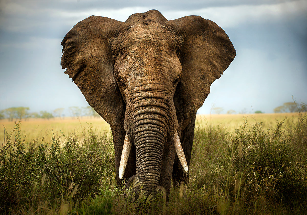 Spotkania w Serengeti