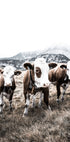 Cattle in Field Plakat - Posterbox.no