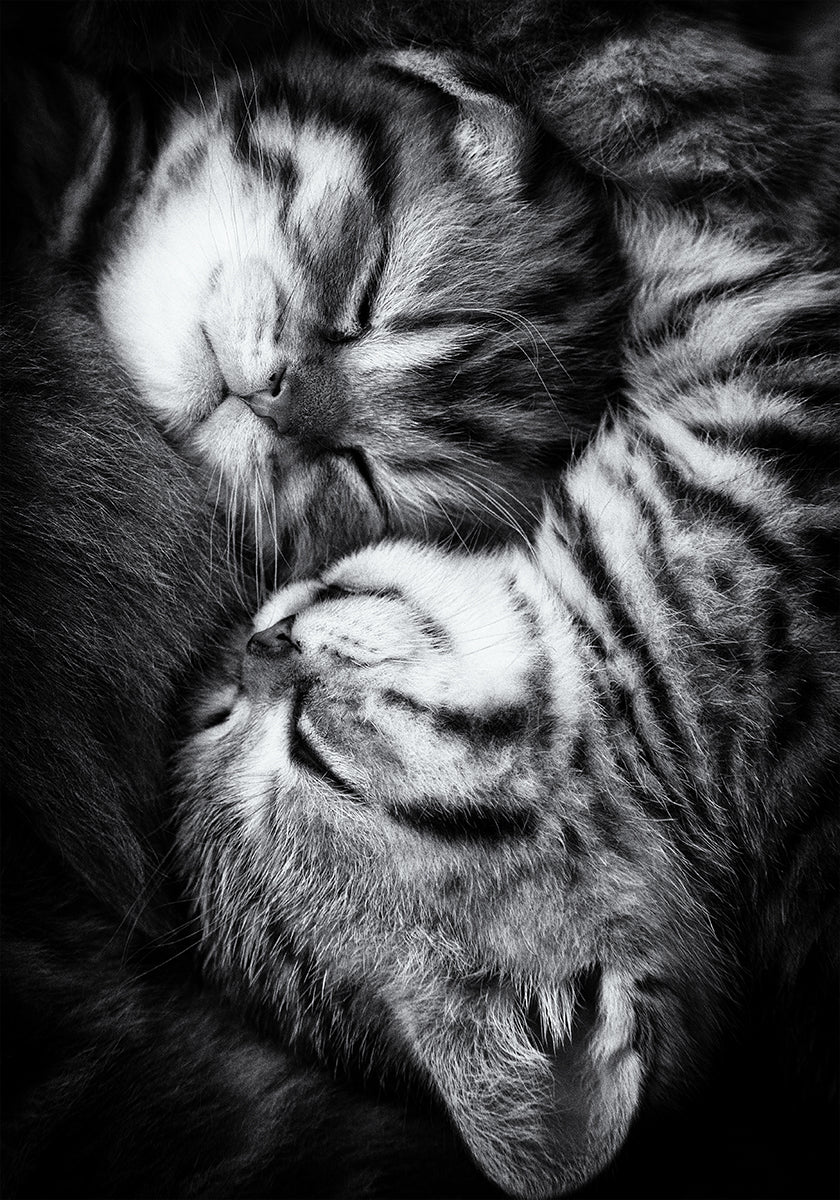 Yin i Yang