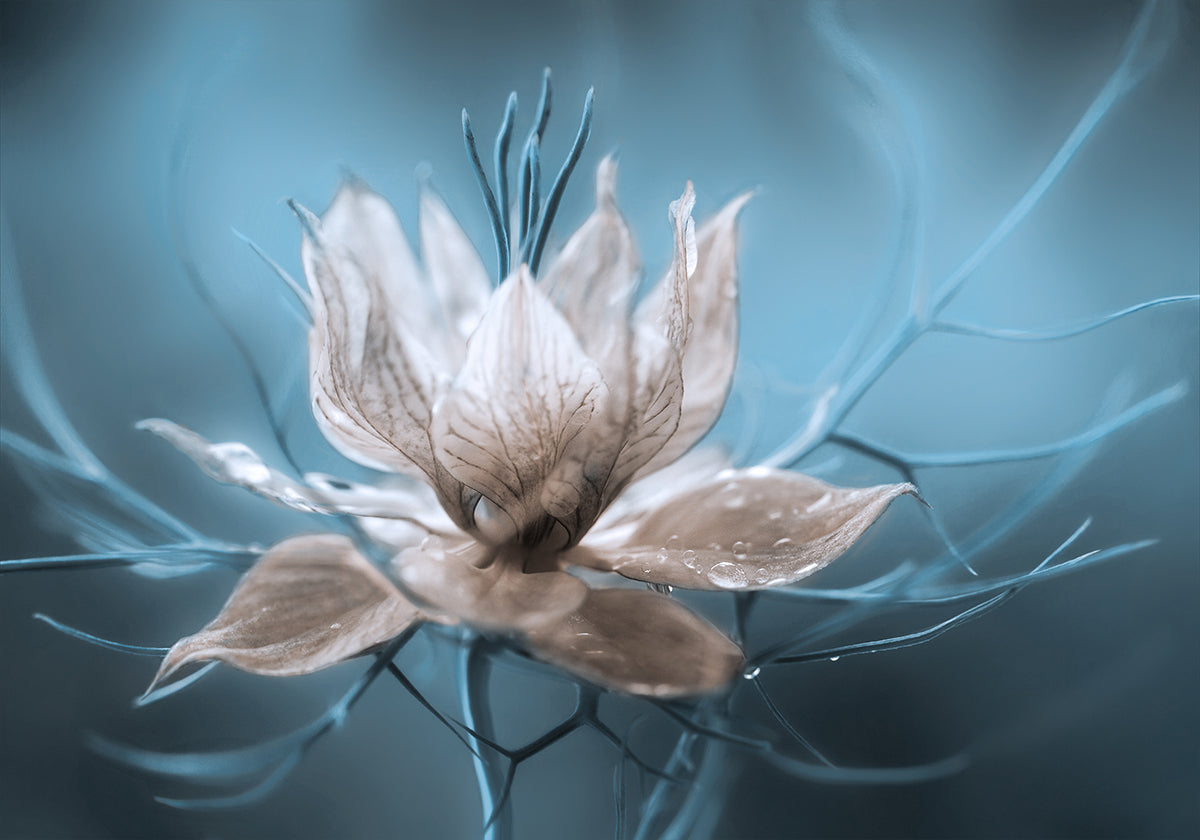 *Nigella* Plakat