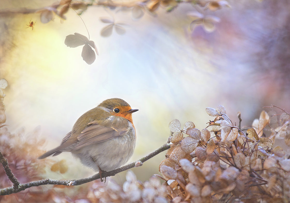 Robin o snach