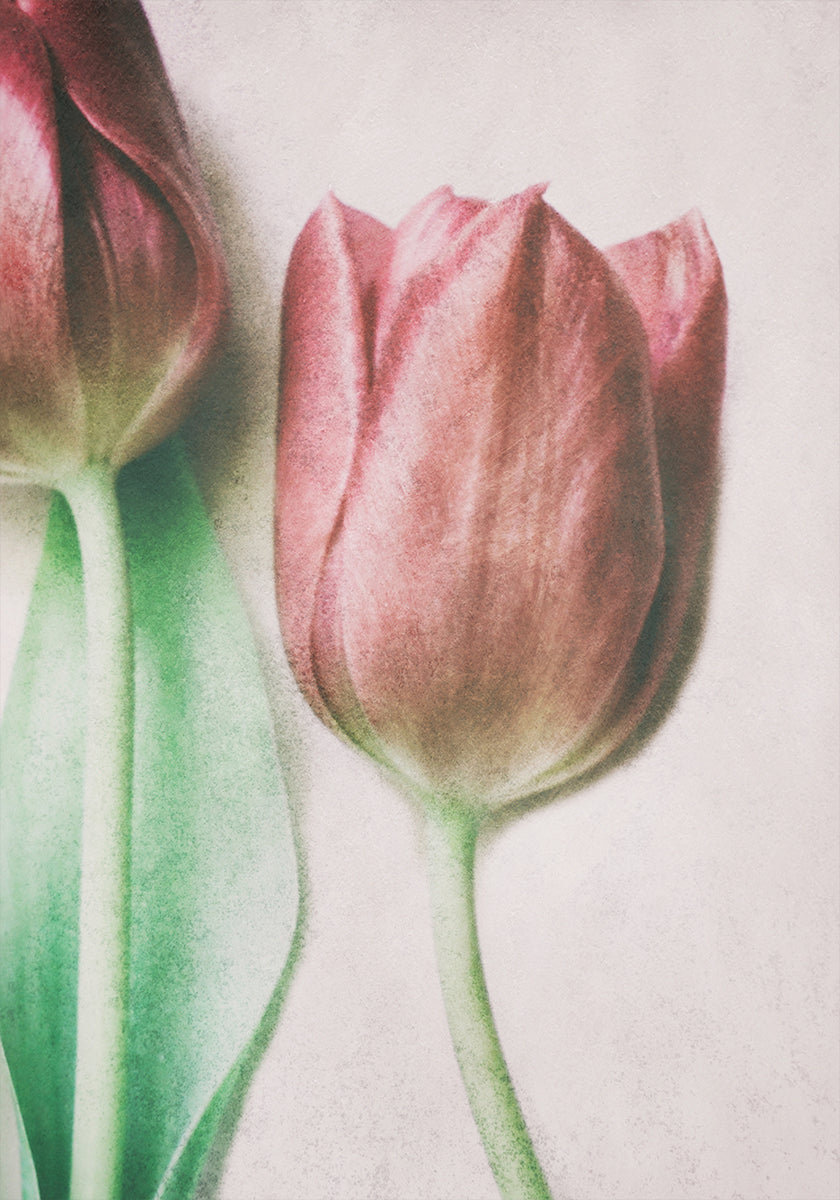 The Spring Lovers (NEW) - Posterbox