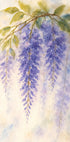 Hanging Wisteria In Soft Pastel Colours Plakat - Posterbox