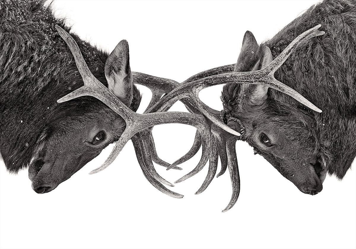 Plakat Oko w oko - Walka łosi