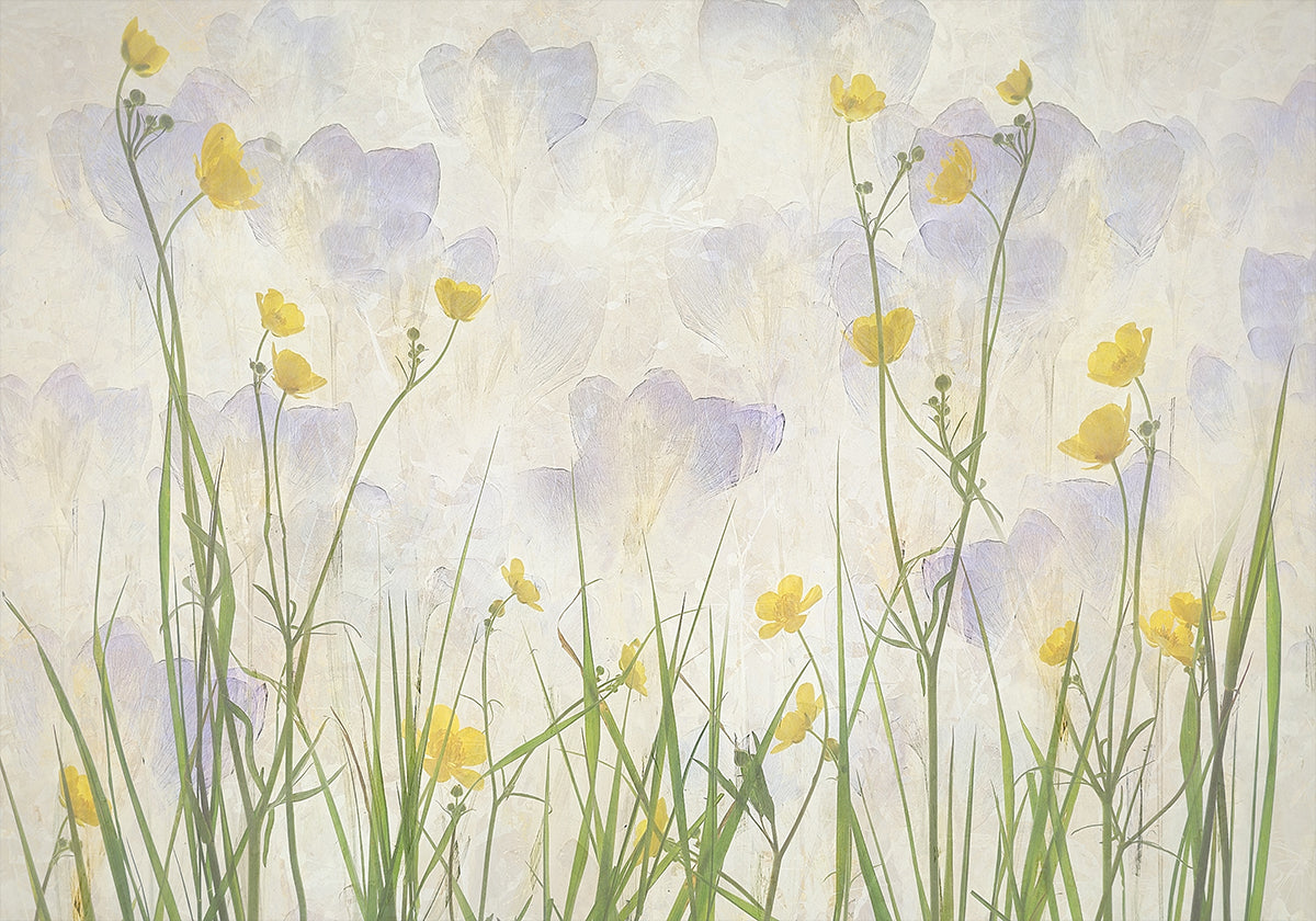 Crocuses bloom (NEW) - Posterbox