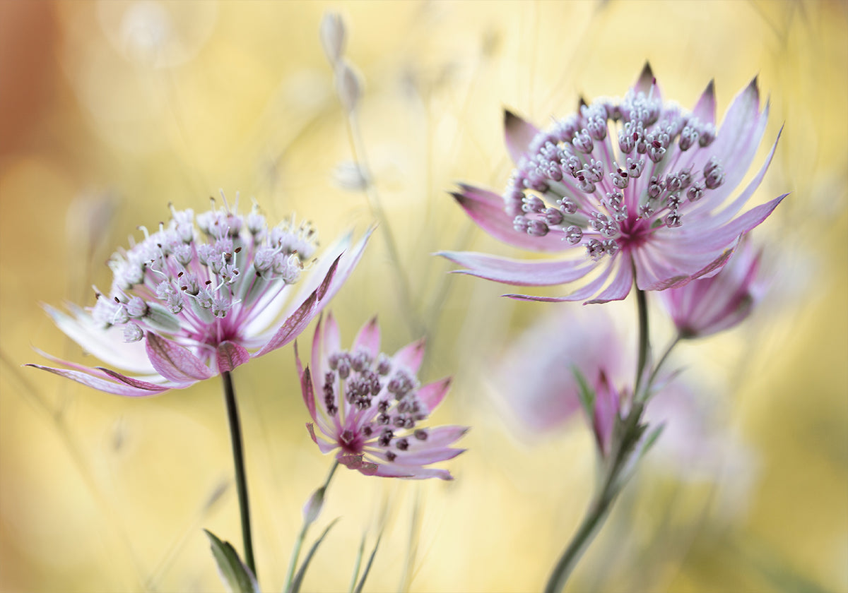 Główny plakat Astrantii