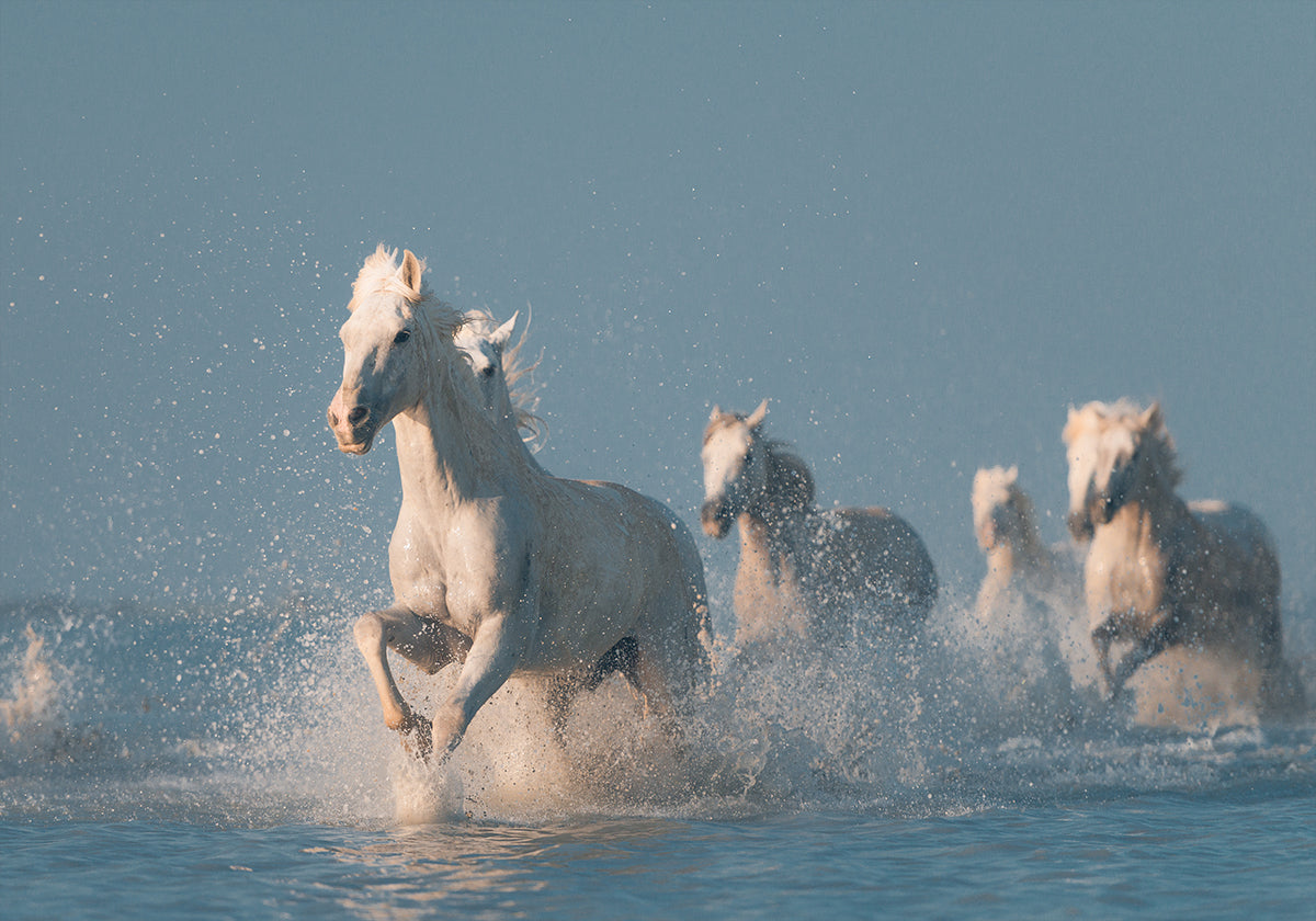 Plakat Anioły z Camargue