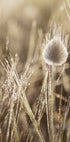 Dew-Covered Grass Head Plakat - Posterbox.dk