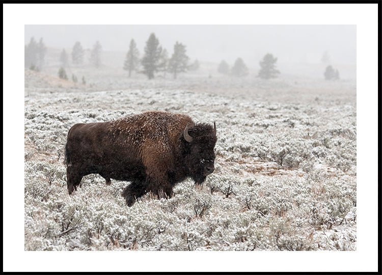 Późna jesień w Yellowstone