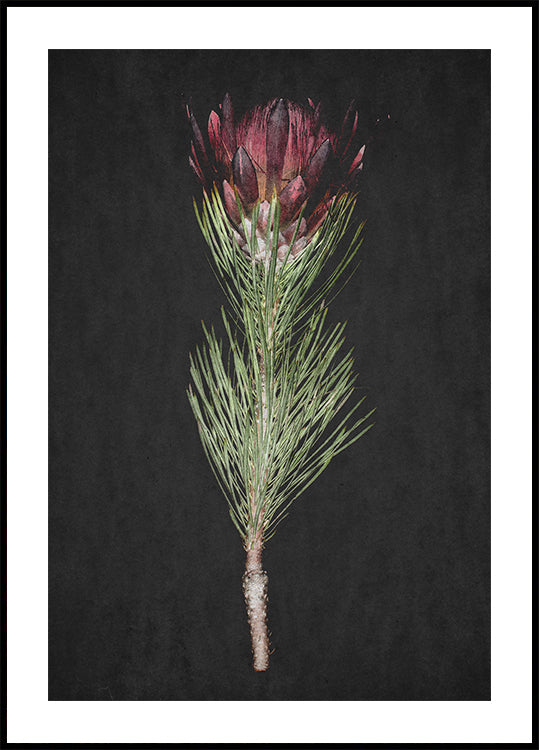 Plakat Protea Serenity
