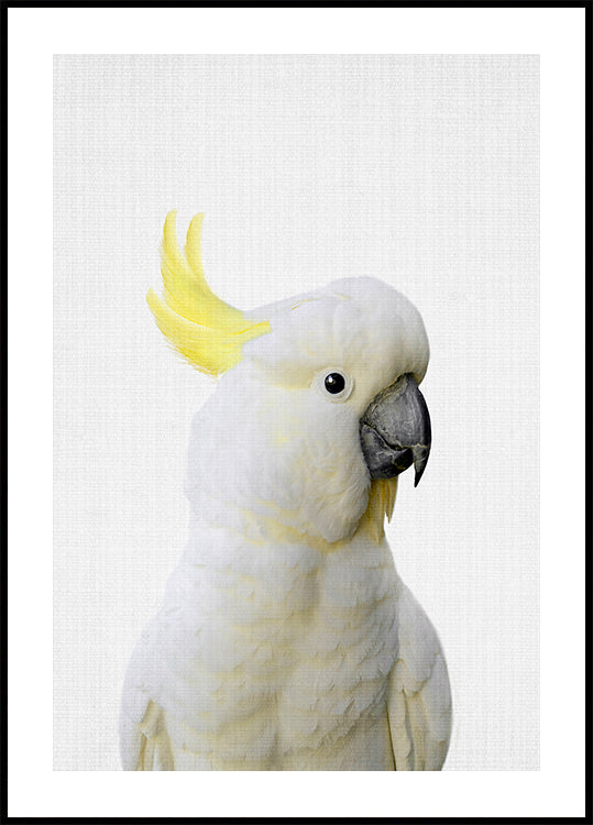 Plakat Kakadu Peekaboo