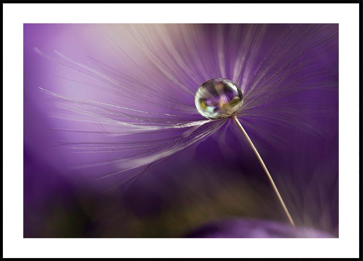 W odcieniach fioletu