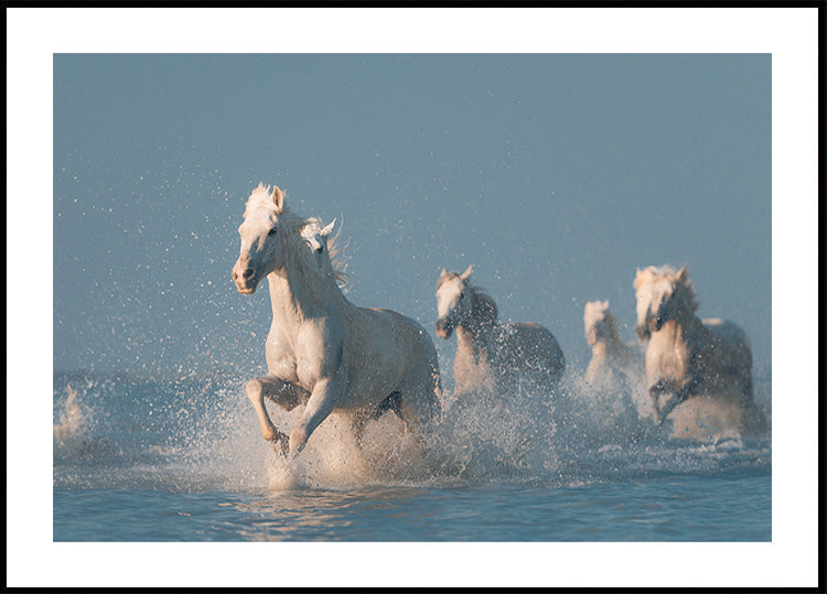 Plakat Anioły z Camargue