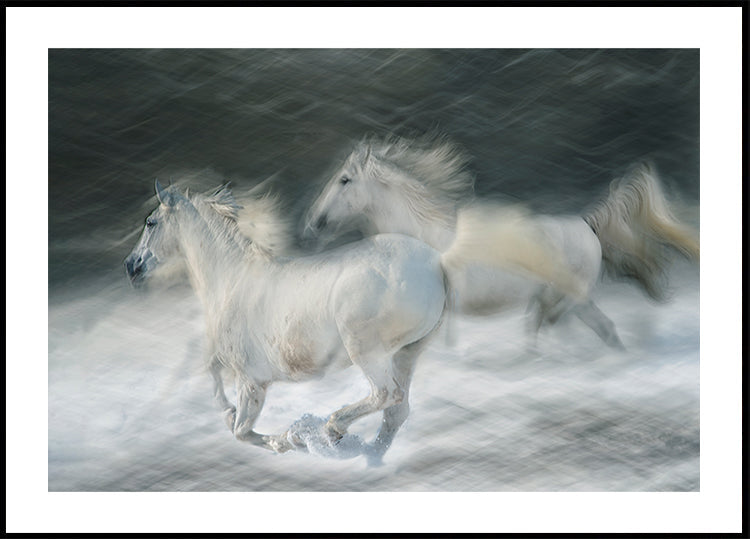 galop w pojedynku Plakat