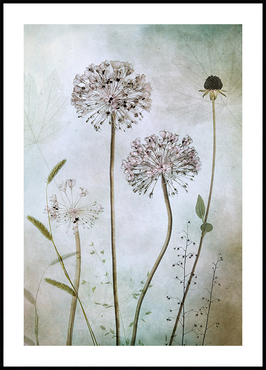 Plakat Allium