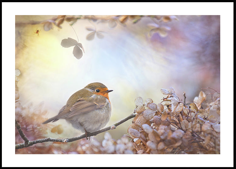 Robin o snach