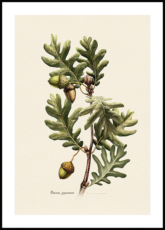 Plakat botaniki Quercus Pyrenaica