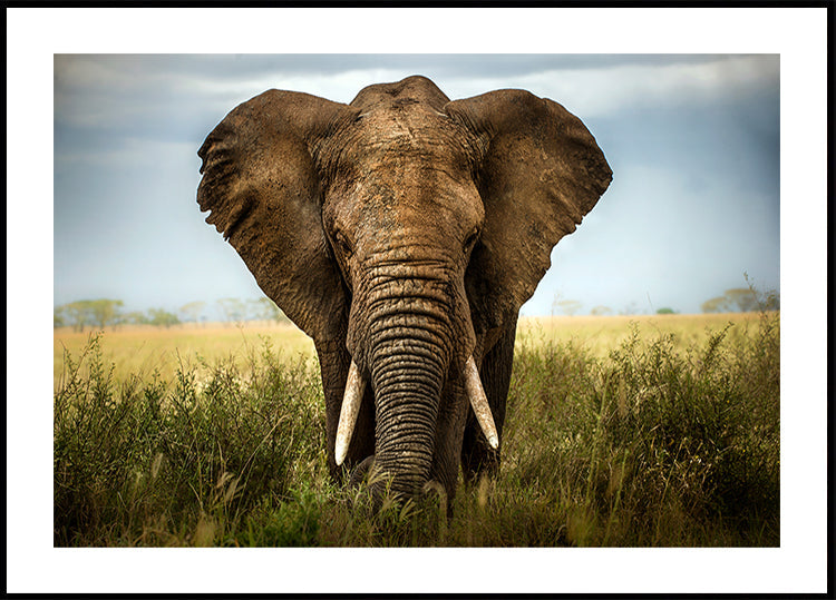 Spotkania w Serengeti