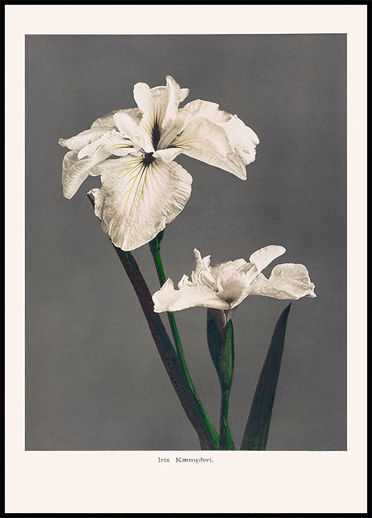 Plakat Iris Kæmpferi