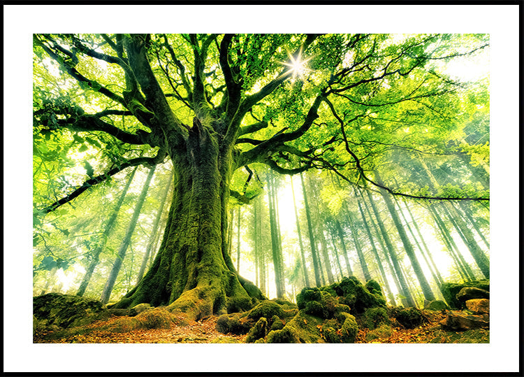 Plakat z bukiem Pontusa