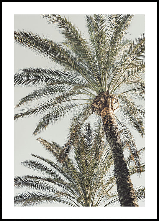 Palma_005