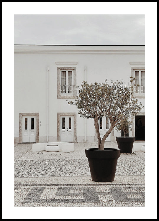 Olive Tree in City Courtyard Plakat - Posterbox.dk