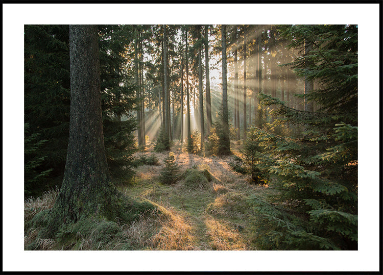 Plakat Promienie, część 2
