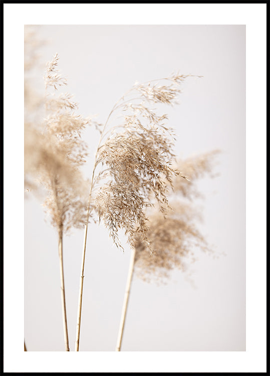 Plakat Reed Grass Grey 09
