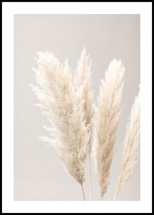 Plakat Pampas Grass Grey 02