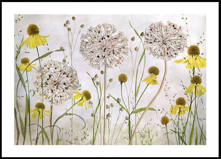 Plakat Alliums i Heleniums
