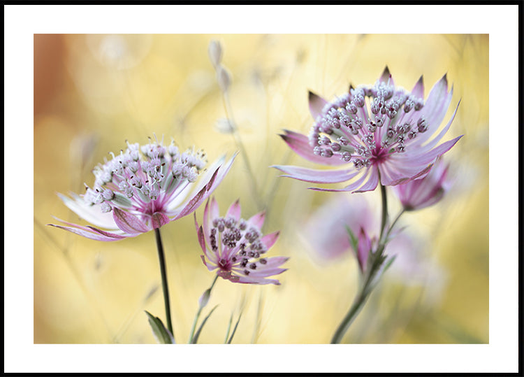 Główny plakat Astrantii