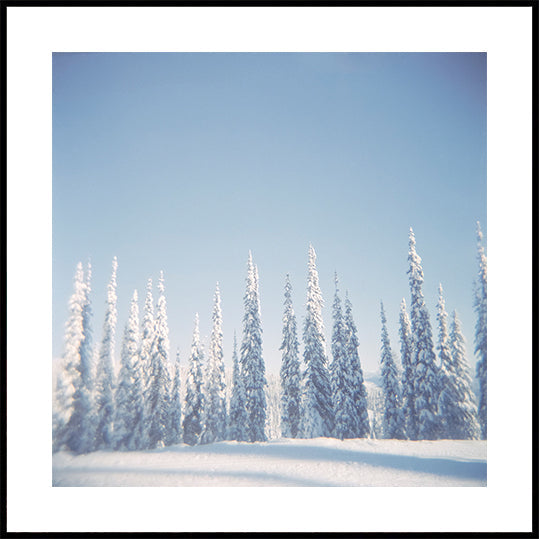 Winter Pines Plakat