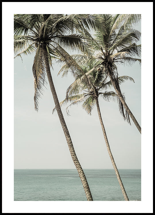 Plakat z palmami oceanicznej bryzy