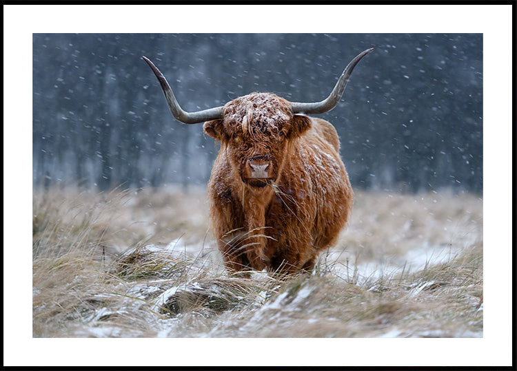 Śnieżna krowa Highland