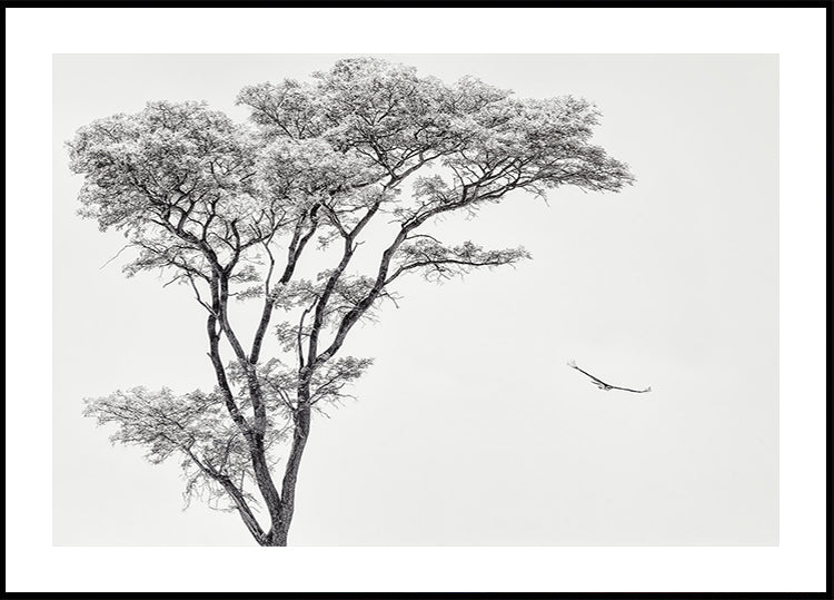 plakat z afrykańskim orłem