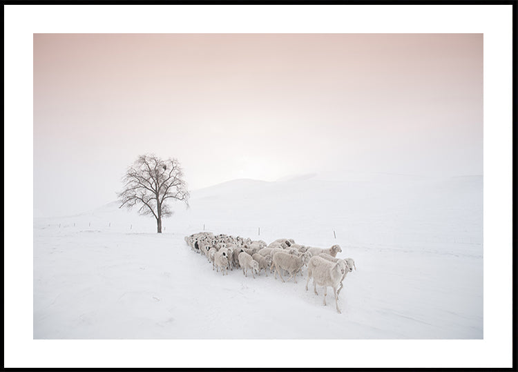 Plakat Stado szuka pożywienia