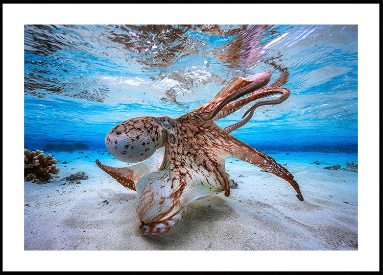 Plakat tańczącej ośmiornicy