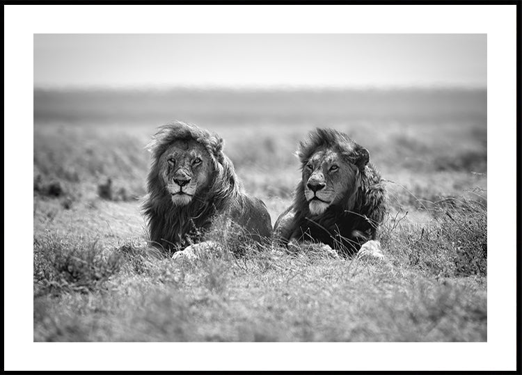 Plakat Dwóch Króli